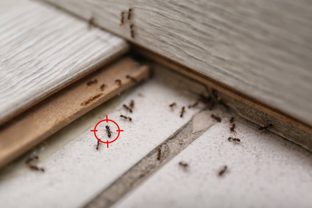 Wildlife Control Services in Douglas, AL