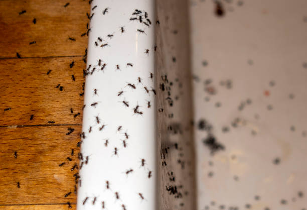 Best Bed Bug Extermination  in Douglas, AL